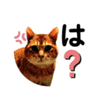 ねこねこニャンニャン（個別スタンプ：21）