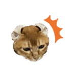 ねこねこニャンニャン（個別スタンプ：24）