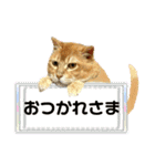 ねこねこニャンニャン（個別スタンプ：26）