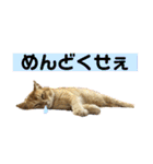 ねこねこニャンニャン（個別スタンプ：27）