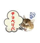 ねこねこニャンニャン（個別スタンプ：29）