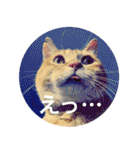ねこねこニャンニャン（個別スタンプ：34）