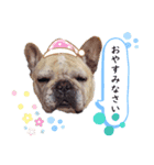 フレンチブルドッグmirai スタンプ（個別スタンプ：8）