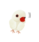 白文鳥 の しろもち 1（個別スタンプ：13）