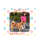 『新』ポチと愉快な仲間たち（個別スタンプ：14）