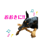 ドーベルマン関西弁スタンプ（個別スタンプ：4）