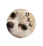 ぴえんぴえんぴえんっていうの（個別スタンプ：1）