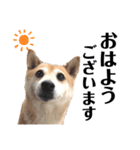 柴犬 さくらちゃん（個別スタンプ：1）