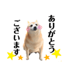 柴犬 さくらちゃん（個別スタンプ：3）