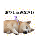 柴犬 さくらちゃん（個別スタンプ：4）