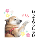 柴犬 さくらちゃん（個別スタンプ：5）