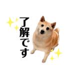 柴犬 さくらちゃん（個別スタンプ：7）