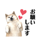 柴犬 さくらちゃん（個別スタンプ：8）