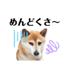 柴犬 さくらちゃん（個別スタンプ：11）