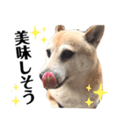 柴犬 さくらちゃん（個別スタンプ：12）