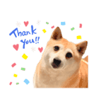 柴犬 さくらちゃん（個別スタンプ：14）