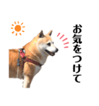 柴犬 さくらちゃん（個別スタンプ：15）
