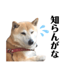 柴犬 さくらちゃん（個別スタンプ：16）