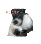 牛柄のくれあさん（個別スタンプ：2）