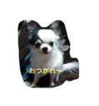 牛柄のくれあさん（個別スタンプ：4）