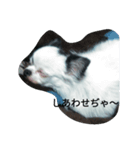 牛柄のくれあさん（個別スタンプ：6）