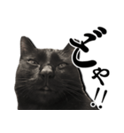 毒舌黒猫ルナ（個別スタンプ：1）