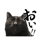 毒舌黒猫ルナ（個別スタンプ：2）