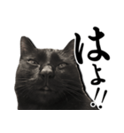 毒舌黒猫ルナ（個別スタンプ：3）