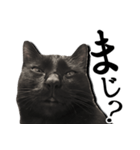 毒舌黒猫ルナ（個別スタンプ：4）