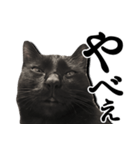 毒舌黒猫ルナ（個別スタンプ：5）