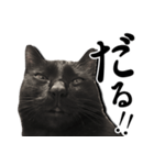 毒舌黒猫ルナ（個別スタンプ：6）