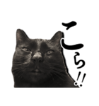 毒舌黒猫ルナ（個別スタンプ：7）