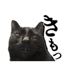 毒舌黒猫ルナ（個別スタンプ：8）