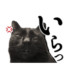 毒舌黒猫ルナ（個別スタンプ：9）