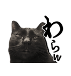 毒舌黒猫ルナ（個別スタンプ：10）