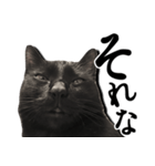 毒舌黒猫ルナ（個別スタンプ：11）