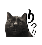 毒舌黒猫ルナ（個別スタンプ：12）