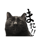 毒舌黒猫ルナ（個別スタンプ：13）