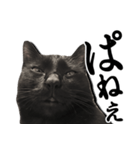 毒舌黒猫ルナ（個別スタンプ：14）