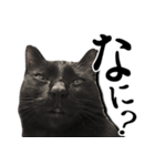 毒舌黒猫ルナ（個別スタンプ：15）