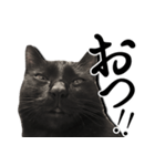 毒舌黒猫ルナ（個別スタンプ：16）