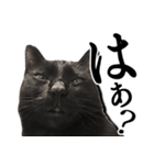 毒舌黒猫ルナ（個別スタンプ：17）