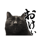 毒舌黒猫ルナ（個別スタンプ：18）
