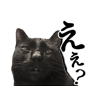 毒舌黒猫ルナ（個別スタンプ：19）