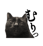 毒舌黒猫ルナ（個別スタンプ：20）
