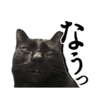毒舌黒猫ルナ（個別スタンプ：21）