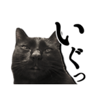毒舌黒猫ルナ（個別スタンプ：22）