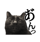 毒舌黒猫ルナ（個別スタンプ：23）