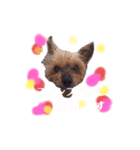 虎鉄と辰（個別スタンプ：5）