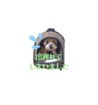 虎鉄と辰（個別スタンプ：6）